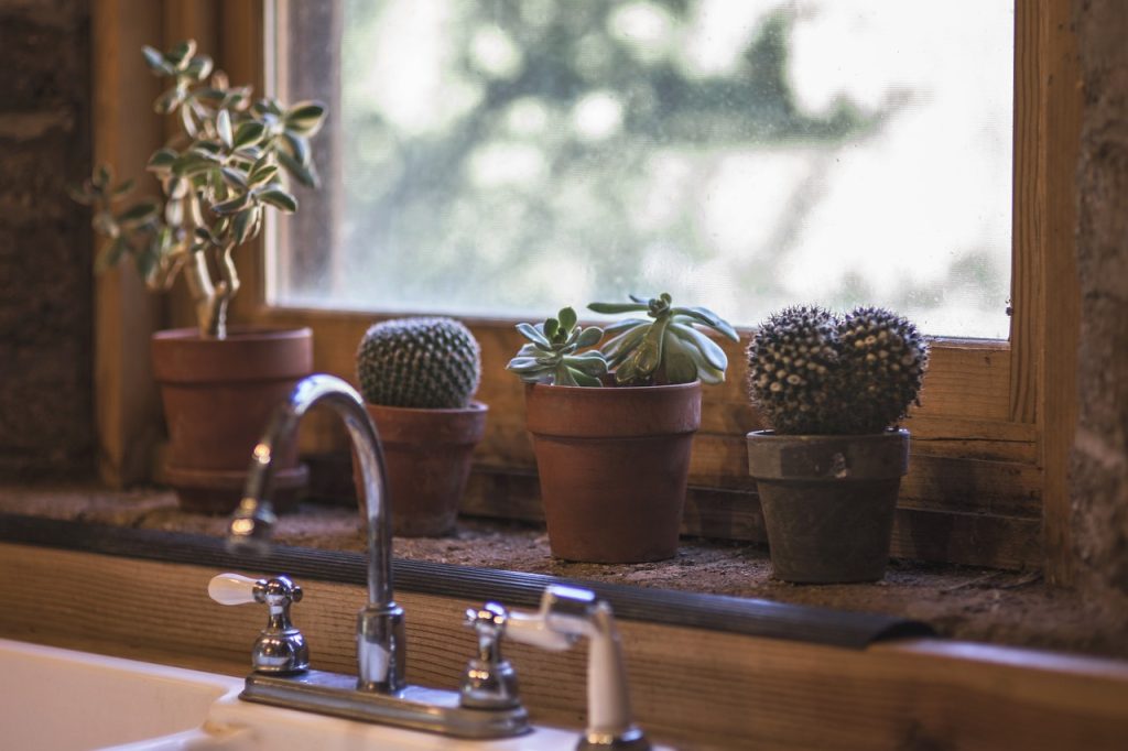 cactus kitchen design interior